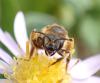 Halictus rubicundus